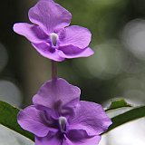 Costa Rica20150404-1932-1015